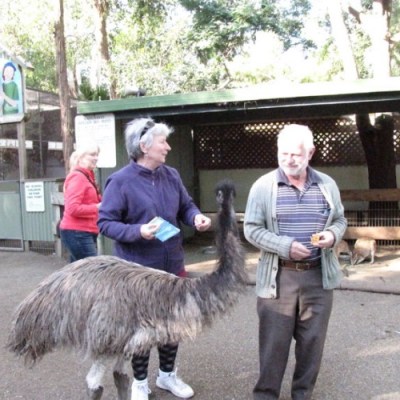 a man standing in front of a llama