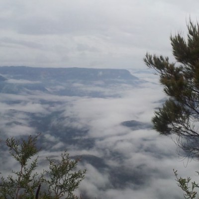 a tree on a cloudy day