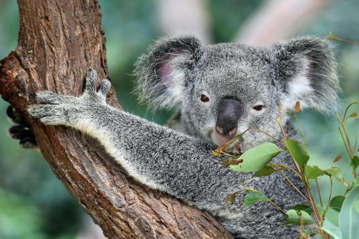 a koala on a branch