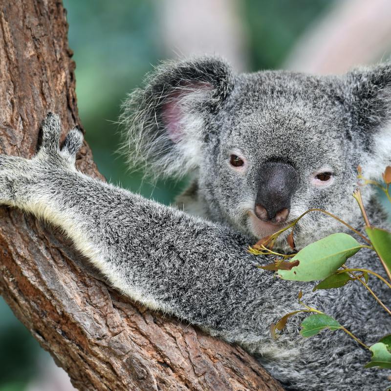 a koala on a branch